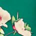 Floral Cap-Sleeve Sheath Dress - Image 10
