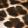 Hampton Twill 4-Inch Short - Leopard-Print - Image 4