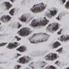Snake-Print Bucket Hat - Image 3